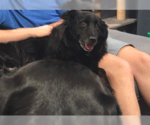 Small #1 Collie Mix