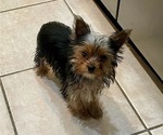 Small #3 Yorkshire Terrier