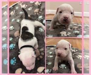 American Bulldog Puppy for sale in GOLDSBORO, NC, USA