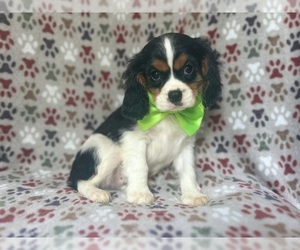 Cavalier King Charles Spaniel Puppy for sale in LAKELAND, FL, USA