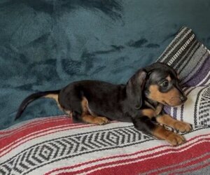 Dachshund Puppy for sale in BLMGTN, IN, USA