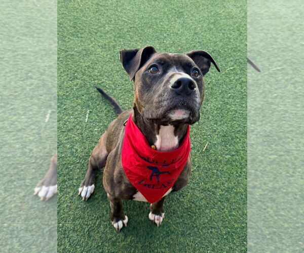 Medium Photo #2 Mutt Puppy For Sale in Pompano Beach , FL, USA