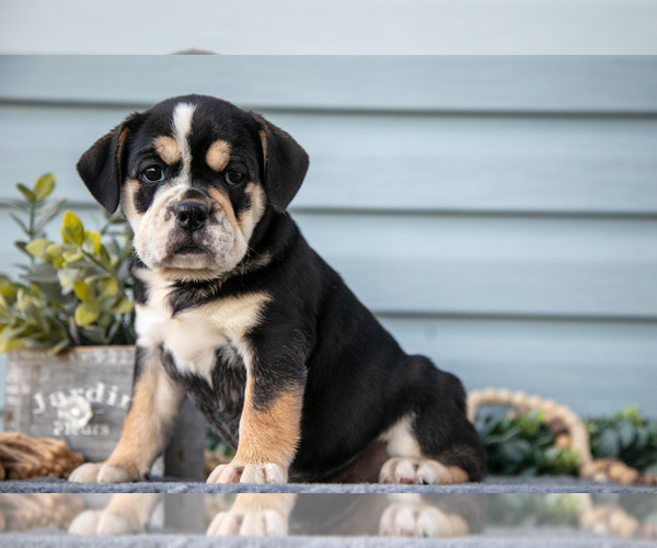 Medium Photo #1 Beabull Puppy For Sale in MILLERSBURG, OH, USA