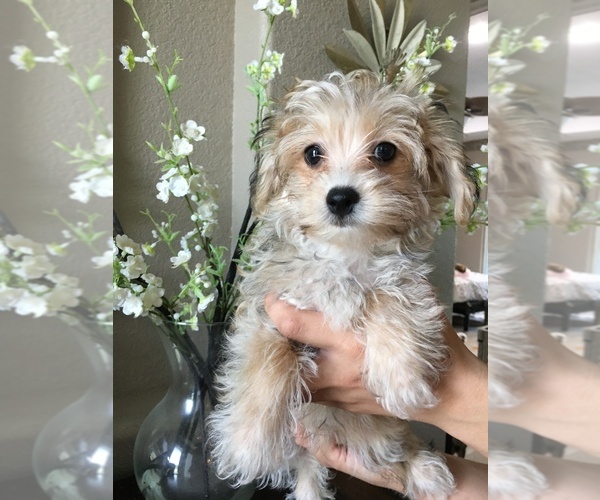 Medium Photo #1 Shih Tzu Puppy For Sale in SARASOTA, FL, USA