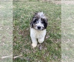 Small #4 Aussiedoodle