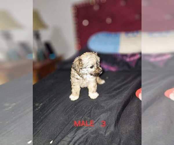 Medium Photo #2 Morkie Puppy For Sale in WACO, TX, USA