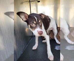 American Staffordshire Terrier Dogs for adoption in San Antonio, TX, USA