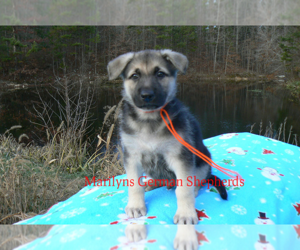 Medium Photo #1 German Shepherd Dog Puppy For Sale in PIEDMONT, MO, USA