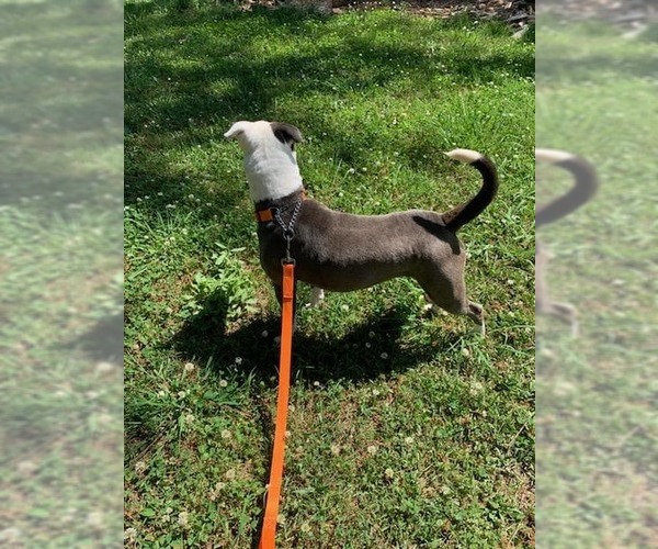 Medium Photo #14 American Staffordshire Terrier-Unknown Mix Puppy For Sale in Sheboygan, WI, USA
