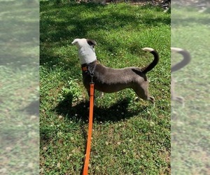 Violet - Female American Staffordshire Terrier-Unknown Mix Dog for Adoption - Photo #14