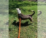Small Photo #14 American Staffordshire Terrier-Unknown Mix Puppy For Sale in Sheboygan, WI, USA