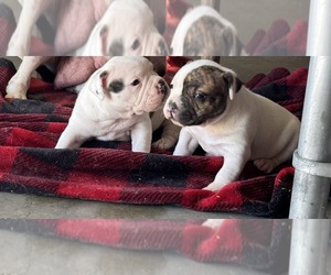 American Bully Puppy for sale in HESPERIA, CA, USA