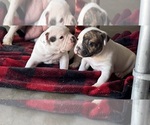 Chunky - Female American Bully Puppy for Sale - Small photo