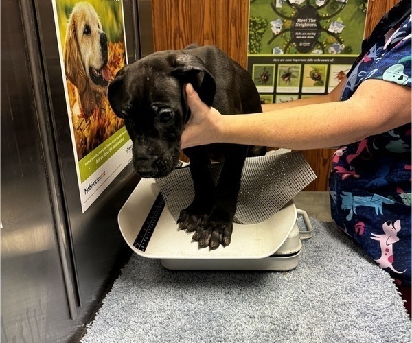 Medium Photo #52 Great Dane Puppy For Sale in ALIQUIPPA, PA, USA