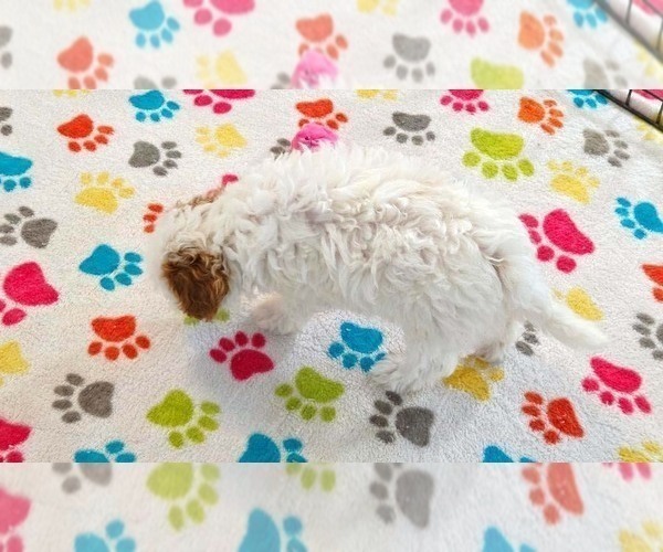 Medium Photo #12 Cavapoo (Miniature)-Poodle (Toy) Mix Puppy For Sale in ORO VALLEY, AZ, USA