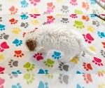 Small #11 Cavapoo (Miniature)-Poodle (Toy) Mix