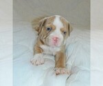 Small Photo #11 Olde English Bulldogge Puppy For Sale in NORTH LAS VEGAS, NV, USA