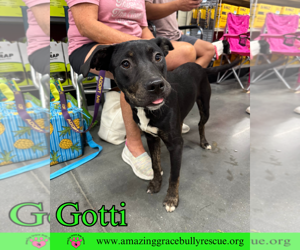 Medium Photo #13 Rottweiler-American Pit Bull Terrier Puppy For Sale in Pensacola, FL, USA