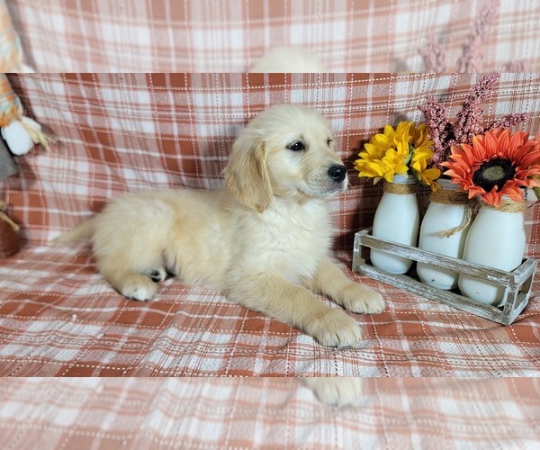 Medium Photo #7 Golden Retriever Puppy For Sale in FALCON, CO, USA