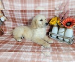 Small Photo #53 Golden Retriever Puppy For Sale in FALCON, CO, USA