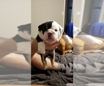 Small Photo #4 English Bulldog Puppy For Sale in COTTLEVILLE, MO, USA