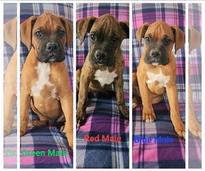 Boxer Puppy for sale in SAINT JAMES, MO, USA