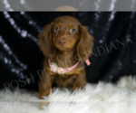 Small #2 Dachshund