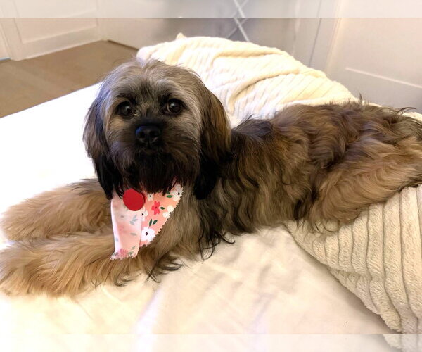 Medium Photo #8 Shih Tzu Puppy For Sale in Arlington, VA, USA