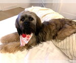 Small #7 Shih Tzu