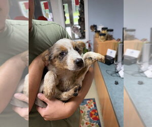 Australian Shepherd Dogs for adoption in garner, NC, USA