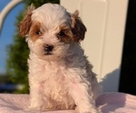 Small Photo #4 Cavapoo (Miniature) Puppy For Sale in GOSHEN, IN, USA