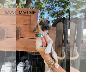 Dachshund-Unknown Mix Dogs for adoption in Turlock, CA, USA