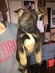 Small Photo #7 German Shepherd Dog Puppy For Sale in BIRMINGHAM, PA, USA