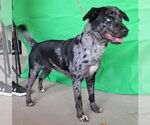 Small #3 Catahoula Leopard Dog Mix
