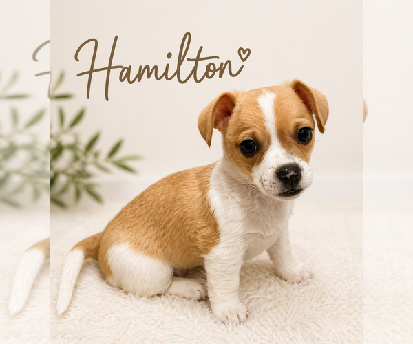 Medium Photo #1 Chihuahua Puppy For Sale in Menifee, CA, USA