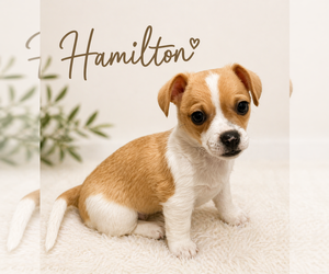 Chihuahua Dogs for adoption in Menifee, CA, USA