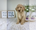 Small Labradoodle