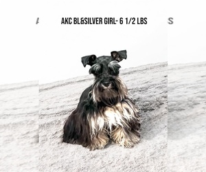 Mother of the Schnauzer (Miniature) puppies born on 05/02/2026