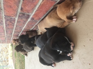 Bullboxer Pit Puppy for sale in EL PASO, TX, USA