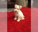 Small Photo #12 Schnauzer (Miniature) Puppy For Sale in COLONIAL HEIGHTS, TN, USA