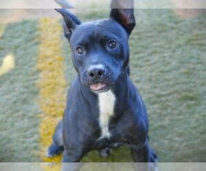 American Staffordshire Terrier Dogs for adoption in Tallahassee, FL, USA