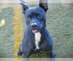 Small American Staffordshire Terrier