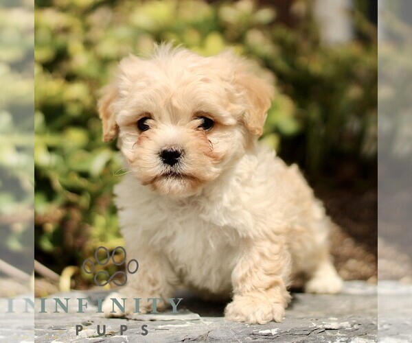 Medium Photo #1 Cavapoo (Miniature) Puppy For Sale in RONKS, PA, USA