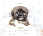 Small Photo #5 Shih Tzu Puppy For Sale in MARIETTA, GA, USA