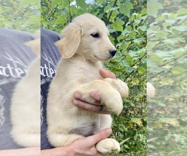 Medium Photo #2 Golden Retriever Puppy For Sale in WEAVERVILLE, NC, USA