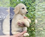 Small #1 Golden Retriever