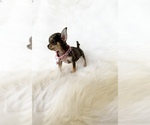 Small #5 Chihuahua