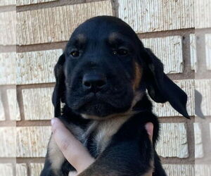 Bluetick Coonhound-Unknown Mix Dogs for adoption in Grafton, WI, USA