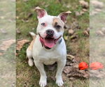 Lovebug - Female American Bulldog Dog for Adoption - Small photo