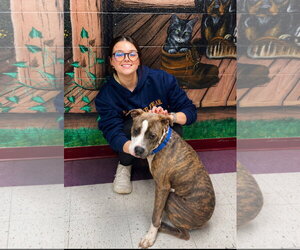 Rocket - Male Boxer-Unknown Mix Dog for Adoption - Photo #4